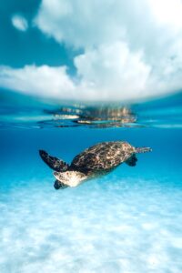 turtle swimming in blue clear sea